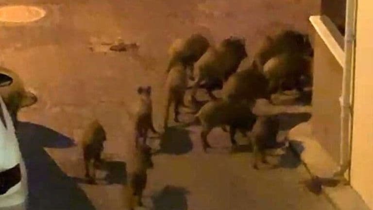 Yaban domuzları mahalleyi bastı