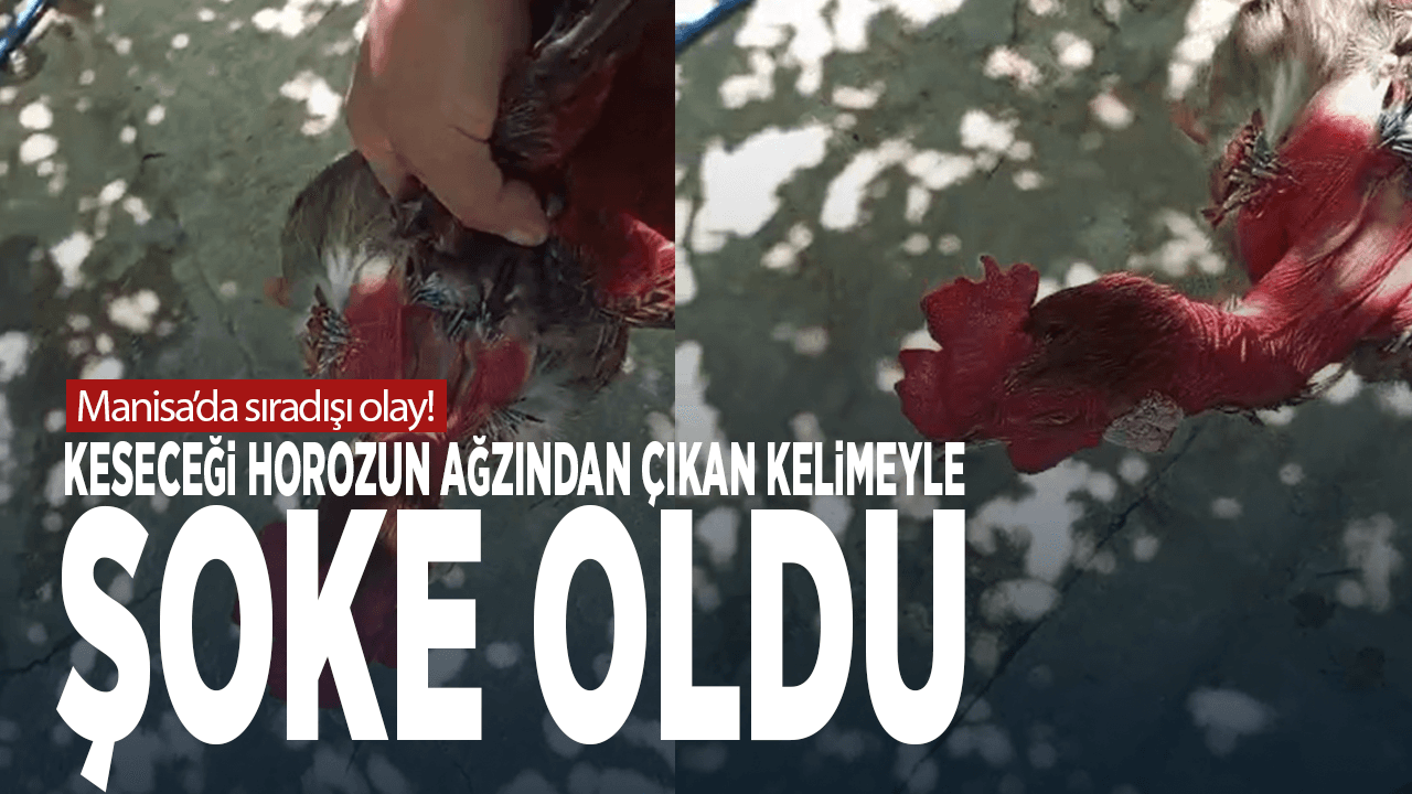 Manisa’da Sıradışı Olay: Keseceği Horozun Ağzından Çıkan Kelimeyle Şoke Oldu