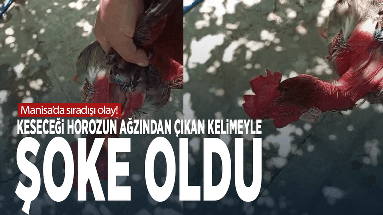 Manisa’da Sıradışı Olay: Keseceği Horozun Ağzından Çıkan Kelimeyle Şoke Oldu